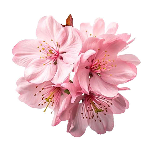 Flor de Sakura